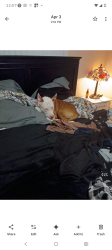 Lost Male Dog last seen Brown spots , Cutler Bay, FL 33157