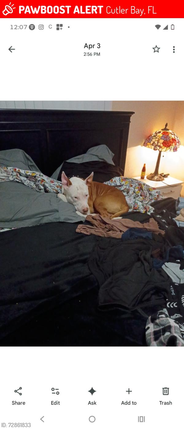 Lost Male Dog last seen Brown spots , Cutler Bay, FL 33157