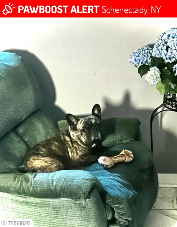 Lost Male Dog last seen Third Ave and Cutler Street, Schenectady, NY 12303