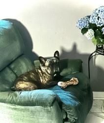 Lost Male Dog last seen Third Ave and Cutler Street, Schenectady, NY 12303