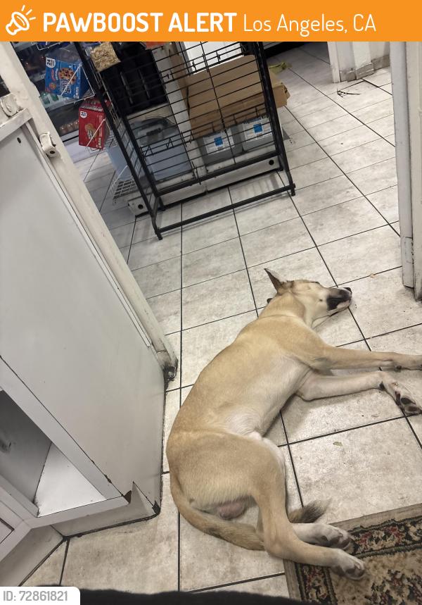 Found/Stray Male Dog last seen Union Pacific Ave, Los Angeles, CA 90023