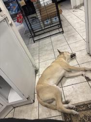 Found/Stray Male Dog last seen Union Pacific Ave, Los Angeles, CA 90023