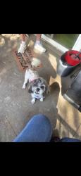 Lost Female Dog last seen Redlands ave, water ave, Wilson , Perris, CA 92571
