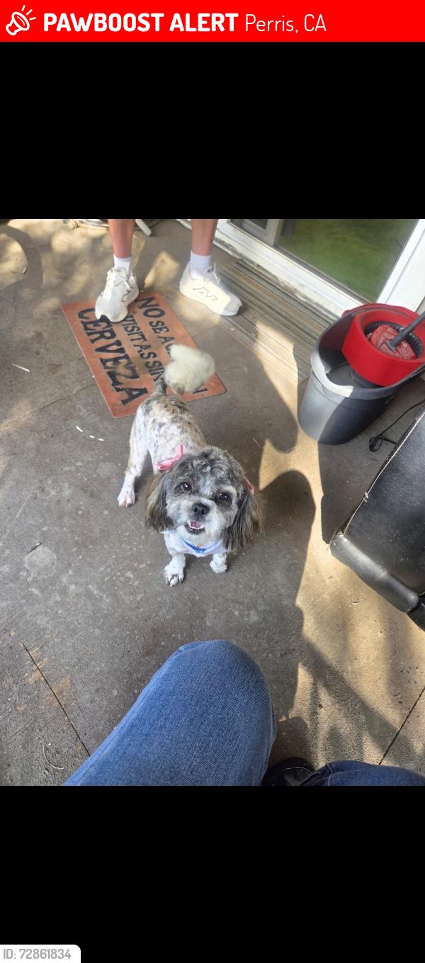 Lost Female Dog last seen Redlands ave, water ave, Wilson , Perris, CA 92571