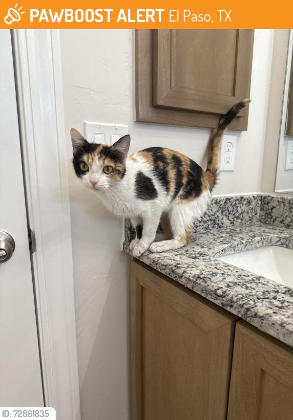 Found/Stray Female Cat last seen Zaragoza & Montwood Dr, El Paso, TX 79936