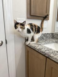 Found/Stray Female Cat last seen Zaragoza & Montwood Dr, El Paso, TX 79936