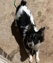 Lost Female Dog last seen NW 164th st, Pennsylvania Ave, Oklahoma City, OK 73013