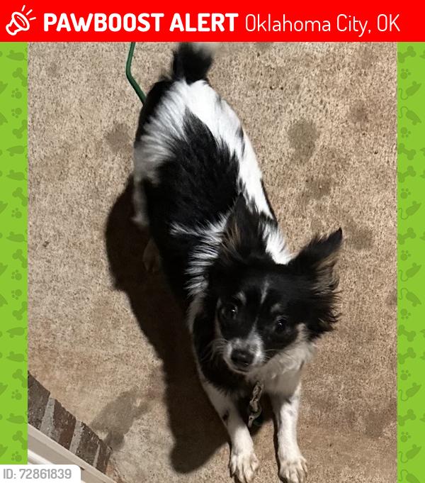 Lost Female Dog last seen NW 164th st, Pennsylvania Ave, Oklahoma City, OK 73013