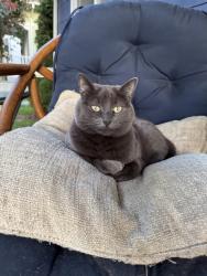 Lost Female Cat last seen 10th & S Thistle , Seattle, WA 98108