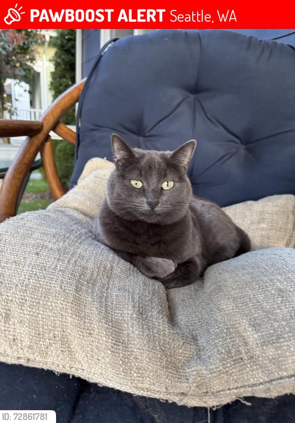 Lost Female Cat last seen 10th & S Thistle , Seattle, WA 98108