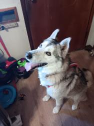 Lost Male Dog last seen Duncan Drive, Amarillo, TX 79109