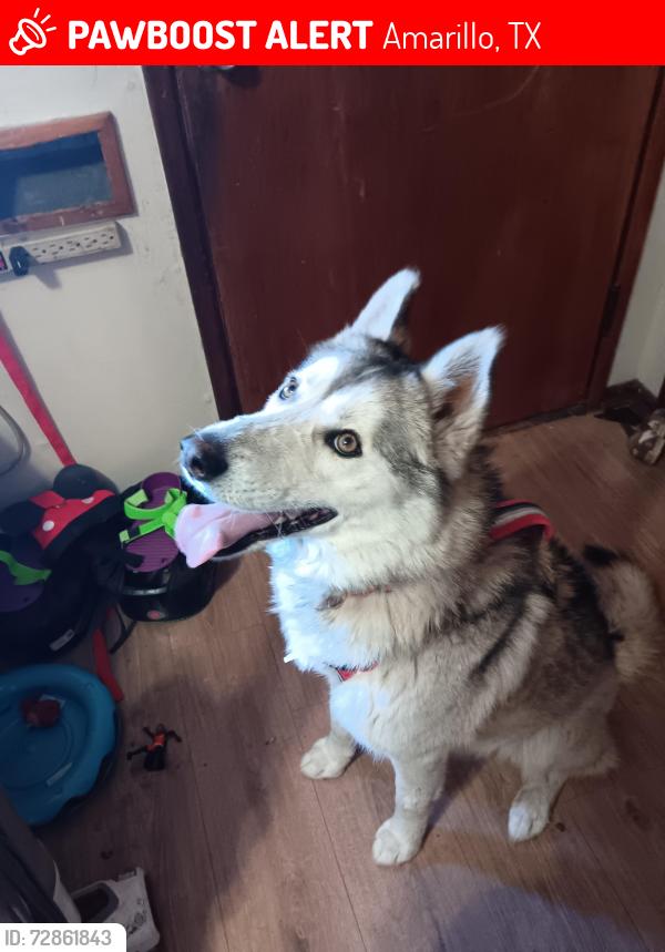 Lost Male Dog last seen Duncan Drive, Amarillo, TX 79109