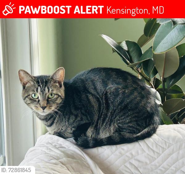 Lost Male Cat last seen Culver and Bramber Street, Kensington, MD 20895