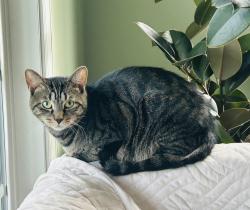Lost Male Cat last seen Culver and Bramber Street, Kensington, MD 20895