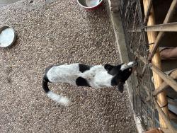 Found/Stray Female Dog last seen McDonald’s (Morgan &77), Harlingen, TX 78550