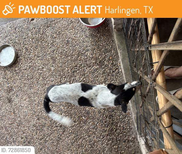 Found/Stray Female Dog last seen McDonald’s (Morgan &77), Harlingen, TX 78550