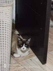 Lost Female Cat last seen Fes Aragón , Ciudad Nezahualcóyotl, Méx. 57179