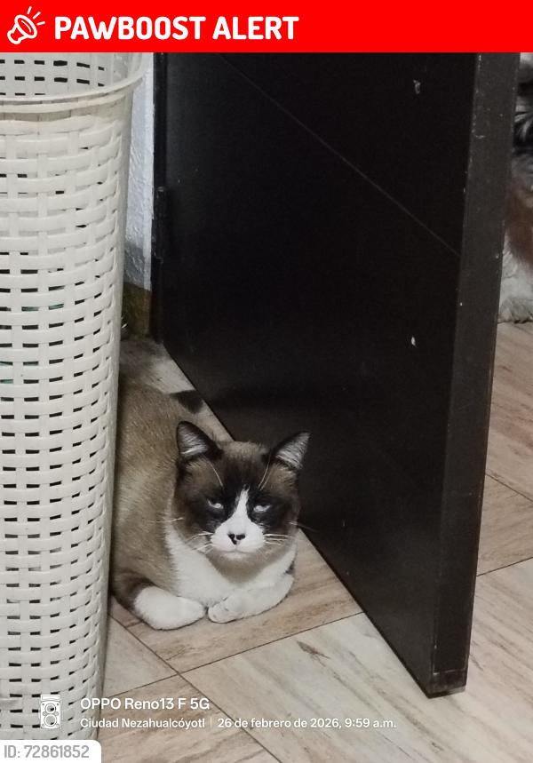 Lost Female Cat last seen Fes Aragón , Ciudad Nezahualcóyotl, Méx. 57179