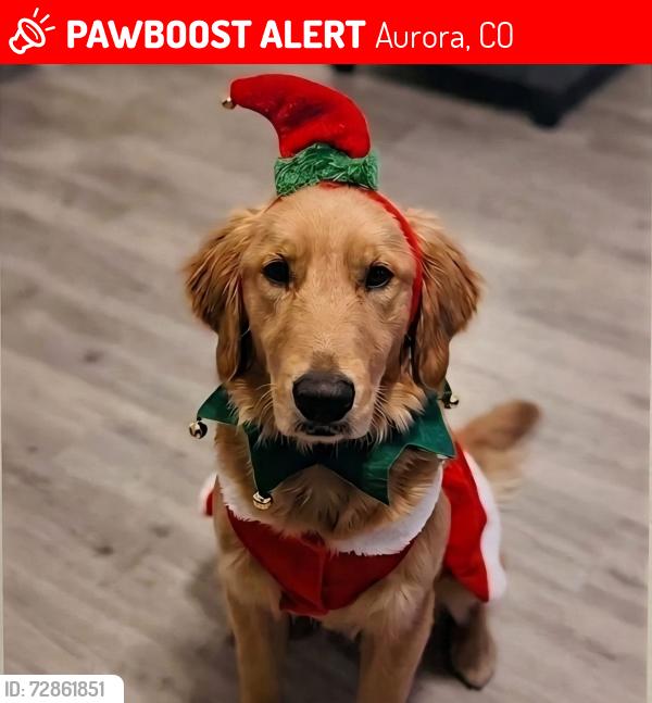 Lost Female Dog last seen Cerca a la escuela montview elementary, Aurora, CO 80010