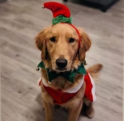 Lost Female Dog last seen Cerca a la escuela montview elementary, Aurora, CO 80010