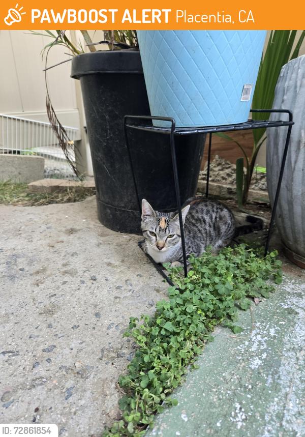 Found/Stray Unknown Cat last seen Kraemer/ Chapman , Placentia, CA 92870