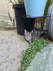 Found/Stray Unknown Cat last seen Kraemer/ Chapman , Placentia, CA 92870