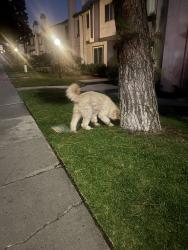 Reunited Male Dog last seen Beyer blvd and picador blvd, San Diego, CA 92173