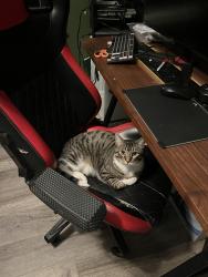 Lost Male Cat last seen Dubuque ave / university ave , Des Moines, IA 50317