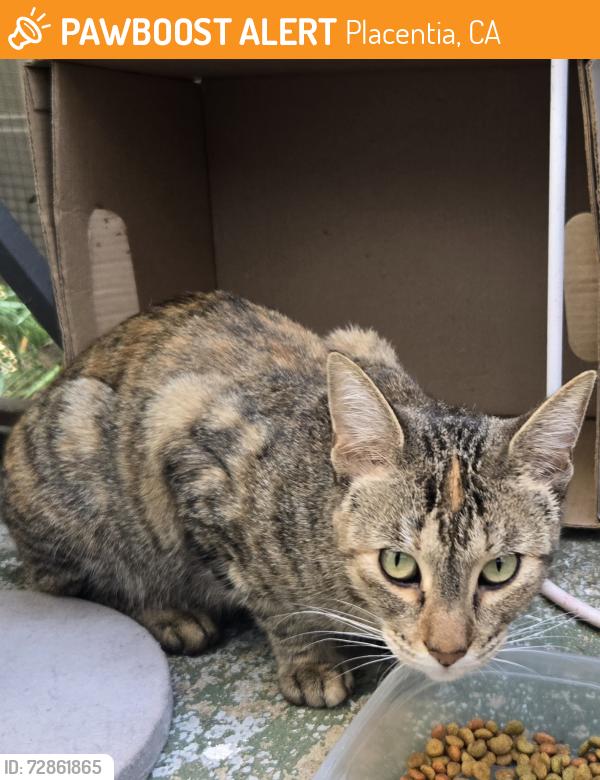 Found/Stray Female Cat last seen Kraemer/ Chapman , Placentia, CA 92870