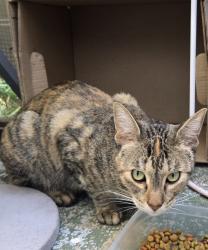 Found/Stray Female Cat last seen Kraemer/ Chapman , Placentia, CA 92870