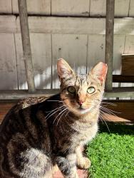 Lost Female Cat last seen Main and imperial , Los Angeles, CA 90061