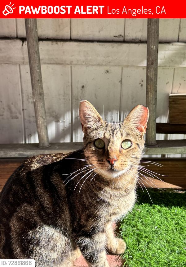 Lost Female Cat last seen Main and imperial , Los Angeles, CA 90061