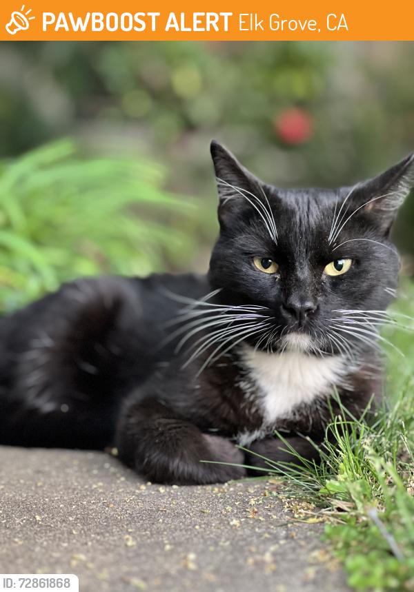 Found/Stray Male Cat last seen Sheldon creek and white peacock way , Elk Grove, CA 95624