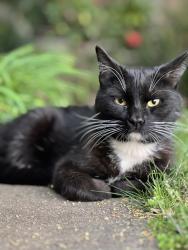 Found/Stray Male Cat last seen Sheldon creek and white peacock way , Elk Grove, CA 95624