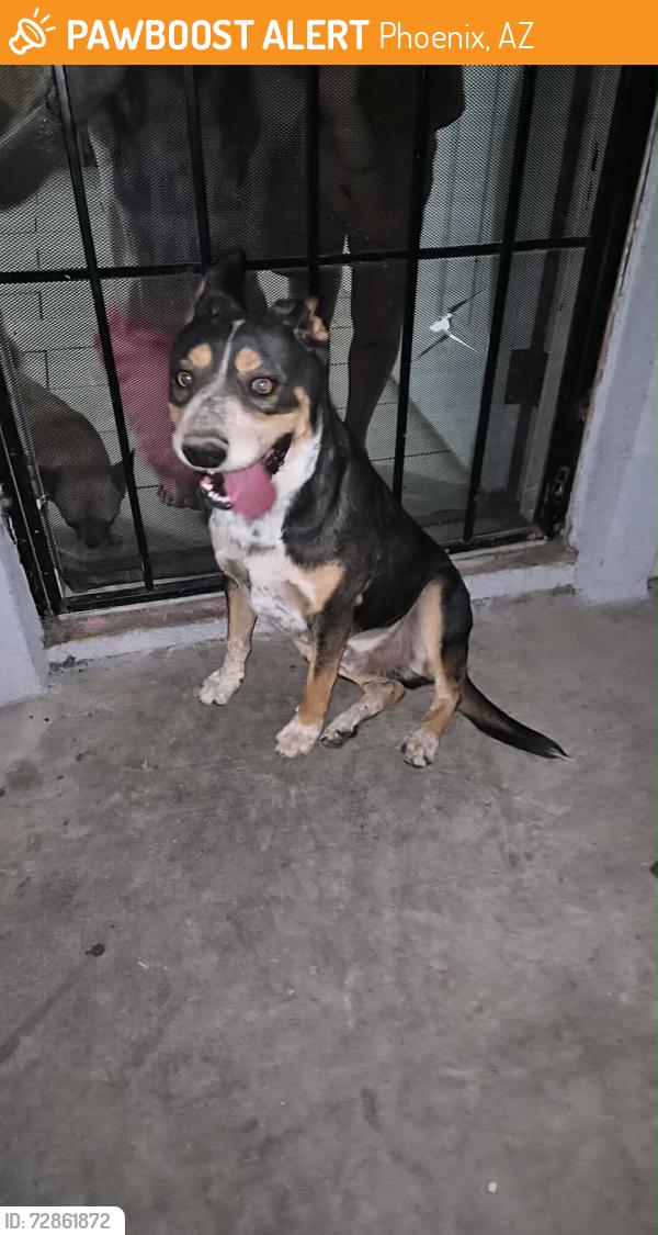 Found/Stray Male Dog last seen 43rd and osborn, Phoenix, AZ 85031