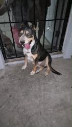 Found/Stray Male Dog last seen 43rd and osborn, Phoenix, AZ 85031