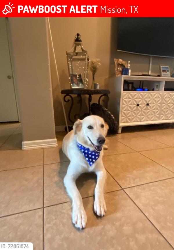 Lost Female Dog last seen Near my  , Mission, TX 78573