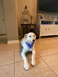 Lost Female Dog last seen Near my  , Mission, TX 78573
