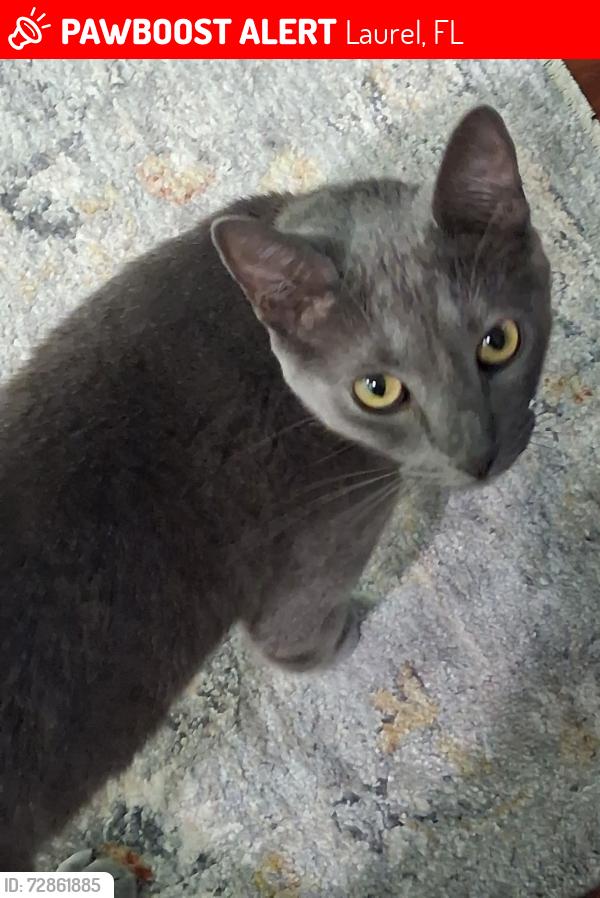 Lost Male Cat last seen Montana & Lychee, Laurel, FL 34229