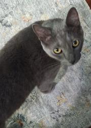 Lost Male Cat last seen Montana & Lychee, Laurel, FL 34229
