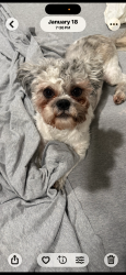 Lost Male Dog last seen Tharrington, Rocky Mount, NC 27804