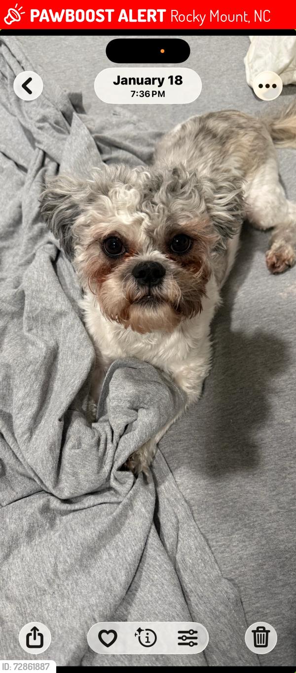 Lost Male Dog last seen Tharrington, Rocky Mount, NC 27804