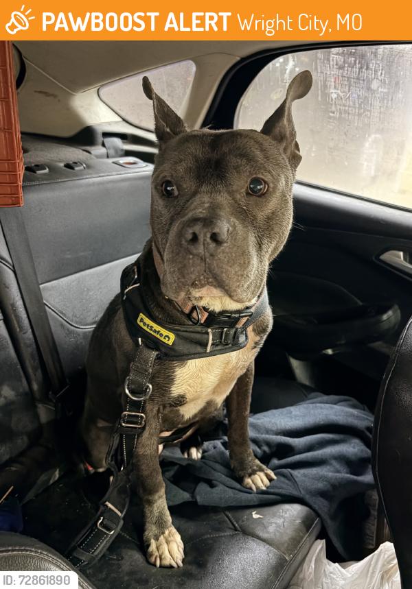 Found/Stray Male Dog last seen Wright City, MO, Wright City, MO 63390