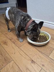 Found/Stray Male Dog last seen By stockdale park, Bakersfield, CA 93309
