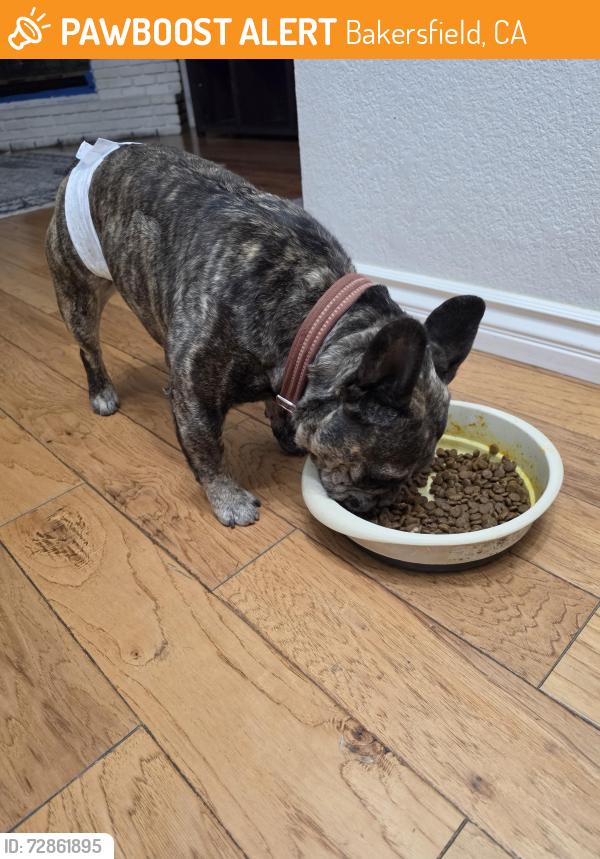 Found/Stray Male Dog last seen By stockdale park, Bakersfield, CA 93309