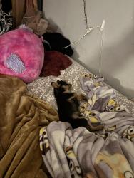 Lost Male Dog last seen Se 34th & Douglas , Oklahoma City, OK 73109