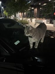 Found/Stray Unknown Cat last seen next to Sura BBQ and Metro Park, Chula Vista, CA 91915
