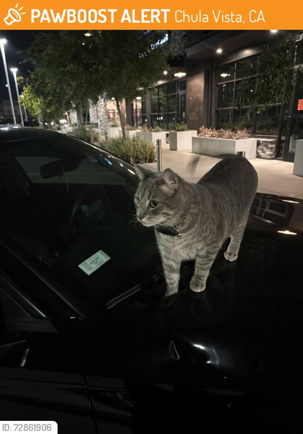 Found/Stray Unknown Cat last seen next to Sura BBQ and Metro Park, Chula Vista, CA 91915