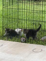 Found/Stray Unknown Cat last seen Hatfield and Fite, Pearland, TX 77584