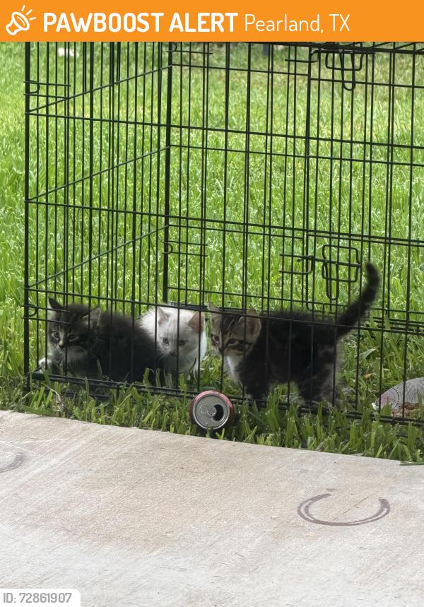 Found/Stray Unknown Cat last seen Hatfield and Fite, Pearland, TX 77584